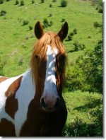 Sumner Valley Riding School